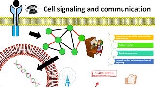 cell signaling overview [upl. by Seuqirdor]