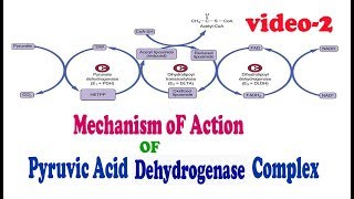 Mechanism of Action of Pyruvic Acid Dehyrogenase Enzyme Complex [upl. by Chemar]