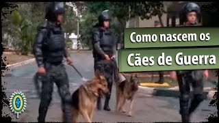 EN 189  Como nascem os Cães de Guerra do Exército [upl. by Selrahcnhoj]