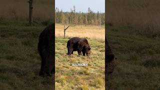 🐻VER OSOS SALVAJES en FINLANDIA  ❌STOP CAZA animalessalvajes finlandia turismoresponsable [upl. by Adiell]