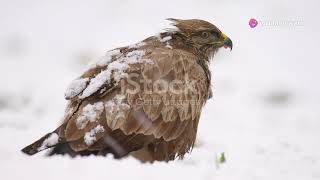 Northern goshawk Accipiter gentilis the symbol of strength birds naturelovers inspiration [upl. by Drummond]