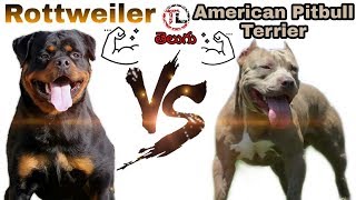 Rottweiler Vs American Pitbull Terrier  Dog vs Dog series  Telugu [upl. by Lavella]