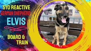 5mo German Shepherd Elvis  Best Philadelphia Dog Trainers  Off Leash K9 Training Philadelphia [upl. by Ariak]