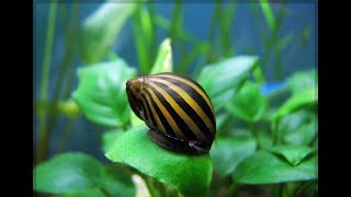 Neritina zebra 🐌 [upl. by Yeloc]