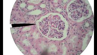 Histology for Beginners [upl. by Lindsey]