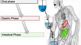 Static In Vitro Digestion Method for Food 2014 Minekus et al Food amp Function [upl. by Emina]