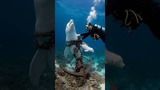 A smart walking baby beluga whale calls on people to rescue the mother beluga whale marinelife [upl. by Sabine]