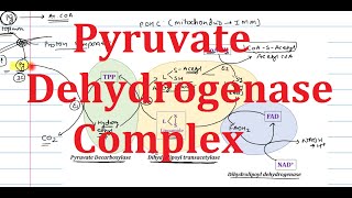 9 Pyruvate Dehydrogenase PDH Complex  Steps structure Regulation Inhibition Explained simply [upl. by Nagey]