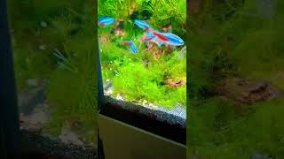 Paracheirodon innesi Neon Tetra  Feeding on Corydoras eggs [upl. by Smada]