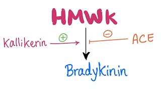 KallikreinKinin​ System Pathway Let’s make Bradykinin  Physiology Biochemistry Pharmacology [upl. by Airehtfele]