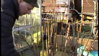 How I prune my Blackcurrant bushes [upl. by Adnauq]