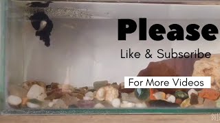 Betta fish breedingBetta fish breeding kaise kare [upl. by Sumahs2]