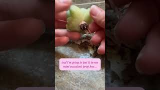 Scored another free plant today Sempervivum propagation houseplants succulentpropagation [upl. by Draude]