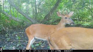 Maurepas Swamp WMA Trail Cam Videos MayJuly [upl. by Akener]