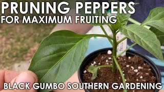 Pruning Pepper Seedlings for Maximum Production  Black Gumbo [upl. by Hagi]