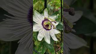 Cold Hardy Passion Fruit Varieties Growing Passiflora ‘Winterland’ and ‘caerulea’ in Pots [upl. by Chisholm]