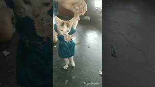 Billy ka dunce viralvideo youtubeshorts cat 🥰🥰🥰👌 [upl. by Raamaj]