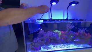 Adding a new fish to my saltwater tank Lamarck’s Angelfish [upl. by Yrahca20]