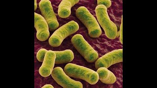 Bacteriology Part 6 Family EnterobacteriaceaeYersiniaceae Serratia Erwinia and Yersinia [upl. by Anehc]