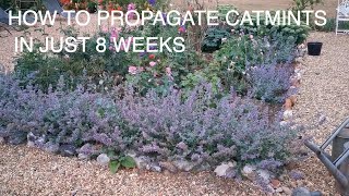 How to Grow and Propagate Catmint FAST [upl. by Lerraj629]