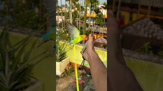 Love birds training🦜 Birds harness training birds parrot minivlog shortvideo shortvideo ￼ [upl. by Coney488]