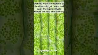 Hypotonic vs Hypertonic education science study aiims learning neet doctor biologyattips [upl. by Sheng]