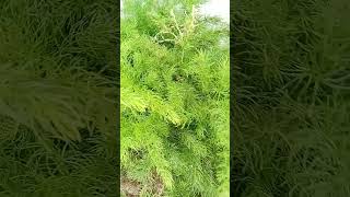 Asparagus fern houseplant indoorgardening nature [upl. by Chaing]