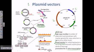 Plasmid as a cloning vector [upl. by Mellar]