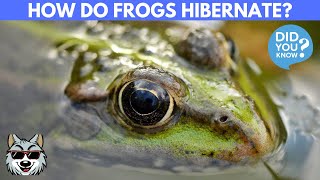 What Happens When Frogs Hibernate How to they do it [upl. by Elrae]