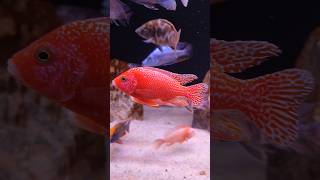 Super Red cichlid africancichlids fish aquarium cichlid foryou shorts malawi viralshort [upl. by Inverson]