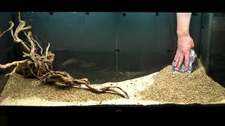 Aquarium Setup  Aquascape  Step by Step  Live Planted Fish Tank [upl. by Prevot342]