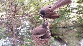 Whitethroated fantail Birds Find locusts and crickets for her baby to eat 32 Beautiful birds [upl. by Nairde]