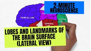 Cerebral Cortex and Functional Areas Dr Adel Bondok [upl. by Nauqat590]