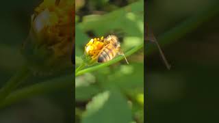 花粉だんごがくっついてたぁ～ ﾟ∀ﾟ☝️ 昆虫すごいぜ 昆虫 nature insects [upl. by Tani264]