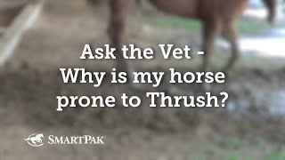 Ask the Vet  Why is my horse prone to Thrush [upl. by Feucht269]