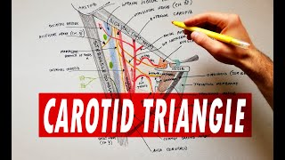 Carotid triangle  boundaries amp contents  Anatomy Tutorial [upl. by Ryle]