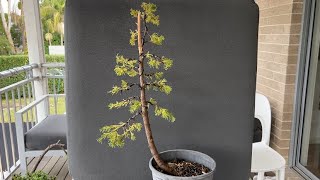 Make an Italian Cypress Bonsai from Nursery Stock  how to wire pads [upl. by Ettenoj796]