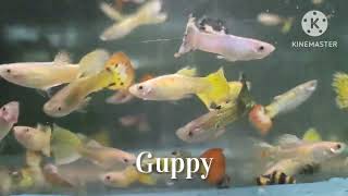 AQUARIUM HOBBY guppy aquarium fish pets petlover pet animals fishtank hobby aquaticlife [upl. by Assej]