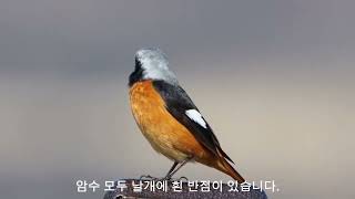 quot딱새quot Daurian Redstart 참새목솔딱새과 L14155cm [upl. by Nacul354]