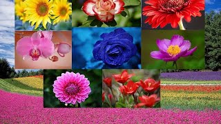 flowers bloomed natural beauty of the flowers awesome youtube video viral peaceful music [upl. by Accem556]