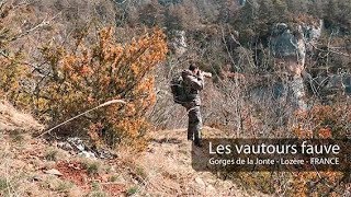 Vautours dans les gorges de la Jonte  Lozère  Wildlife photographer Benoit Lagambas [upl. by Alroy]