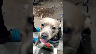 pitbull dogs 🥰 factsshortvideo shorts pitbulldog [upl. by Lexa]