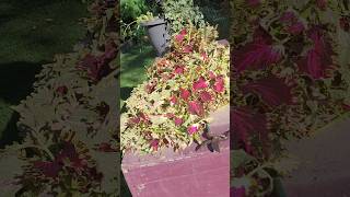 My coleus is doomed full of scale watch for this bringing plants into the house Not saving this one [upl. by Ayirp917]