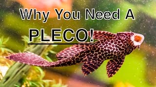 The Benefits Of Having A Pleco In Your Aquarium [upl. by Garv]