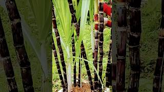 Learn to Grow Sugar Cane Farm at Home Using a Foam Box and You Wont Believe the Results [upl. by Ayhdiv]