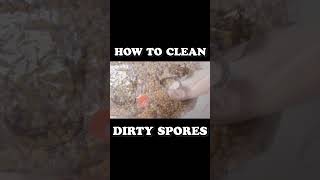 shorts How to Clean Dirty Spore Syringes  Mushroom Cultivation [upl. by Noryak]