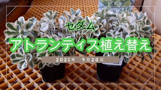 【多肉備忘録】0107 アトランティス植え替え [upl. by Shayn]