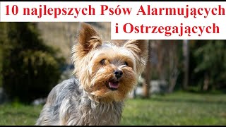 10 najlepszych Psów Alarmujących Ostrzegających [upl. by Rosaline]