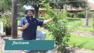 Difference between Floricane and Primocane in Blackberries [upl. by Judy]