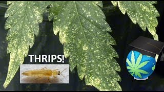 THRIPS In Gardening  How To IdentifyPrevent and Exterminate Them [upl. by Rimas]